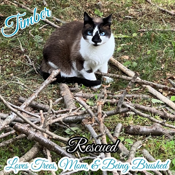 Share Show | Come Join Us Like This Post |CATSDRAGGEDITIN | Let’s Share & Sell - Picture 8 of 15